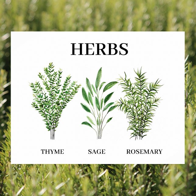 Rosemary Thyme Sage Örters Culinary Kitchen Chef Poster (Skapare uppladdad)