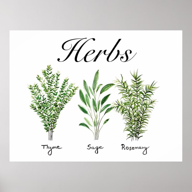 Rosemary Thyme Sage Örters Culinary Kitchen Chef Poster (Framsidan)
