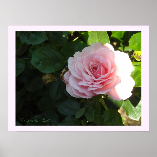 Rosen med rosafärgad rodnad poster (Framsidan)