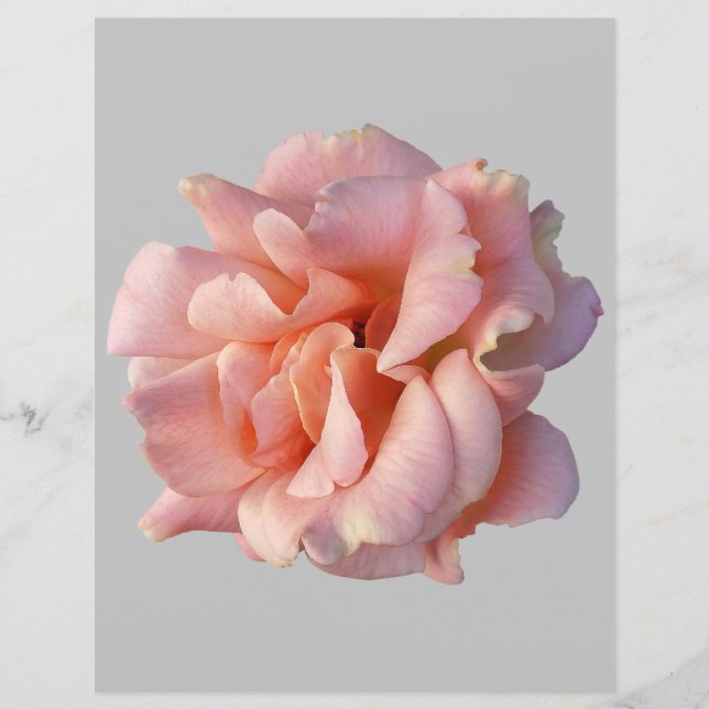 rosenblomma i rosa färg (Framsida)