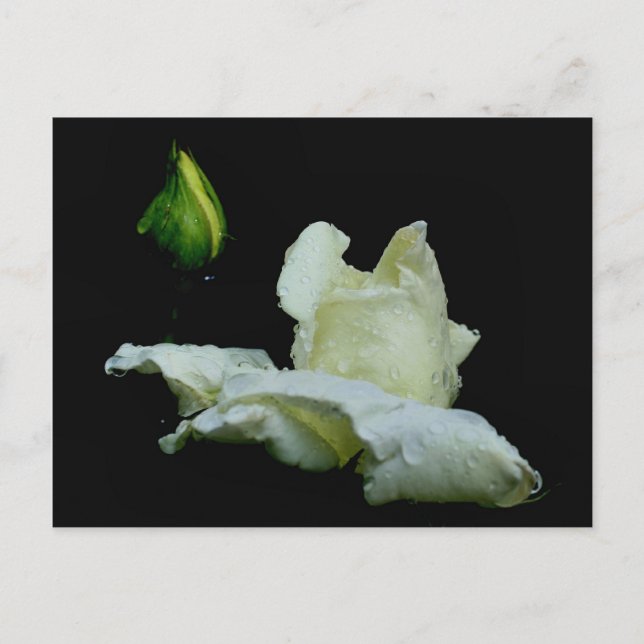 Rosenknopp efter att Blomsterfotografin har återfå Vykort (Framsida)