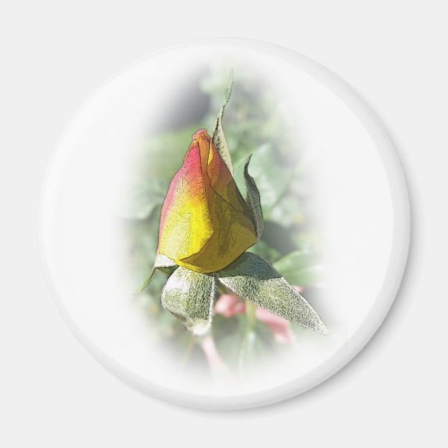 rosenknopp för rosa av gult magnet (Framsidan)