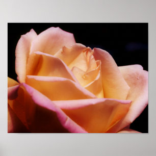 Rosenknopp för tonad Gult Flower Poster