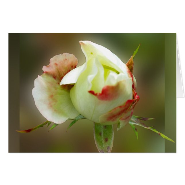 rosenknopp hälsningskort (Framsidan Horizontal)