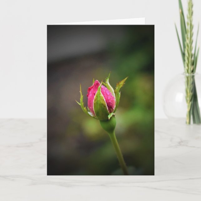 Rosenknopp, kort (Framsida)