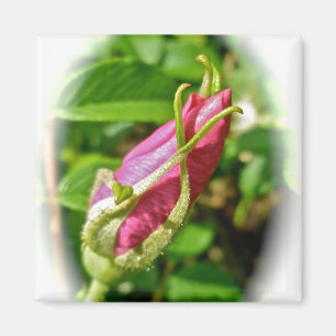 Rosenknopp Magnet