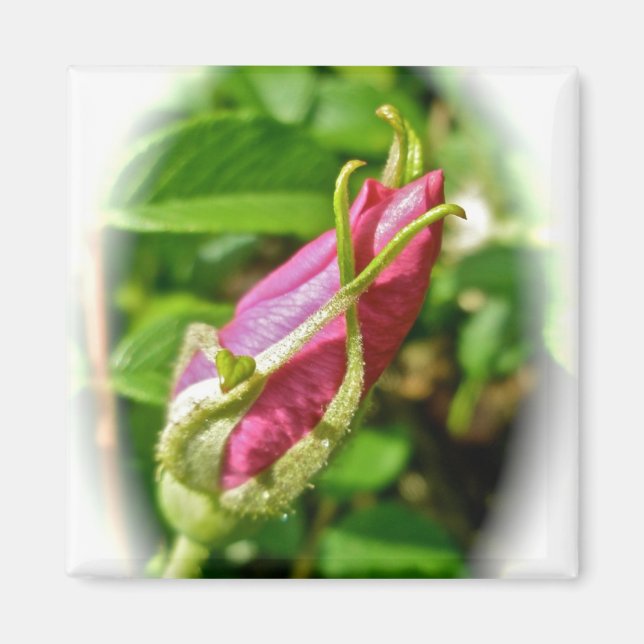 Rosenknopp Magnet (Framsidan)