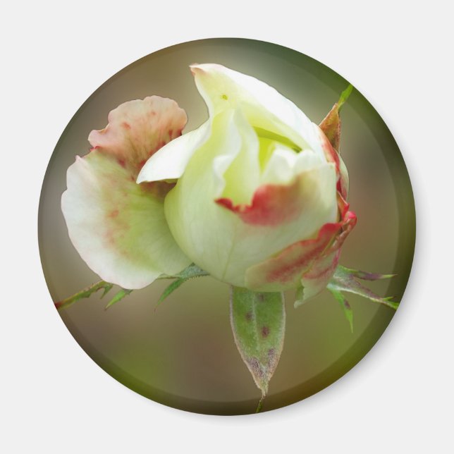 rosenknopp magnet (Framsidan)