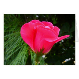 Rosenknopp om Grönt Hälsningskort