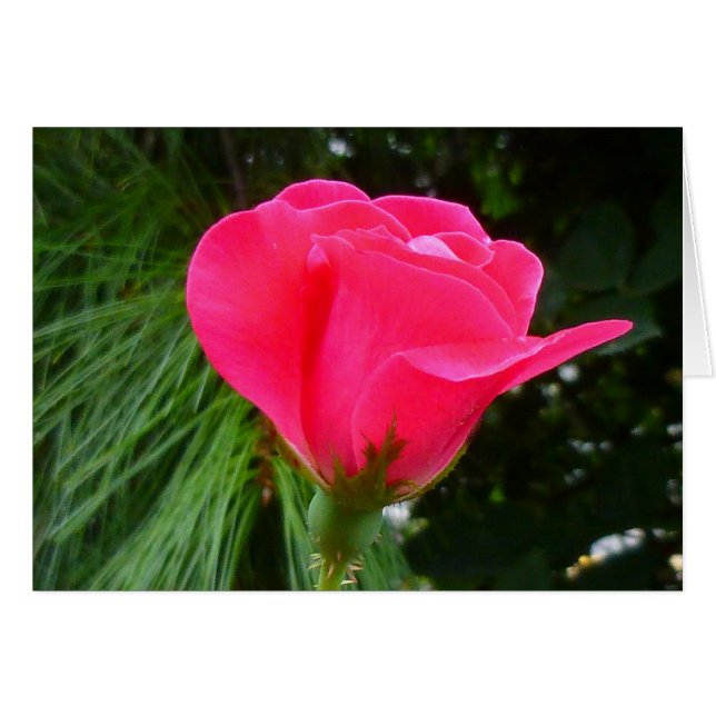 Rosenknopp om Grönt Hälsningskort (Framsidan Horizontal)