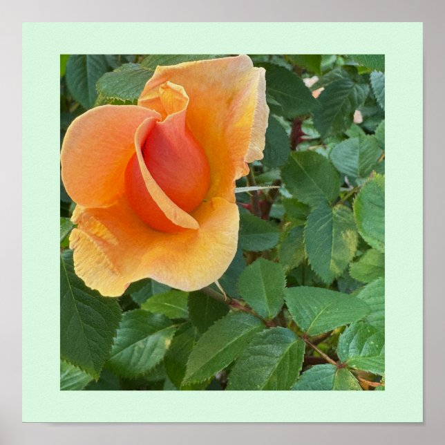 Rosenknopp Photo Poster (Framsidan)