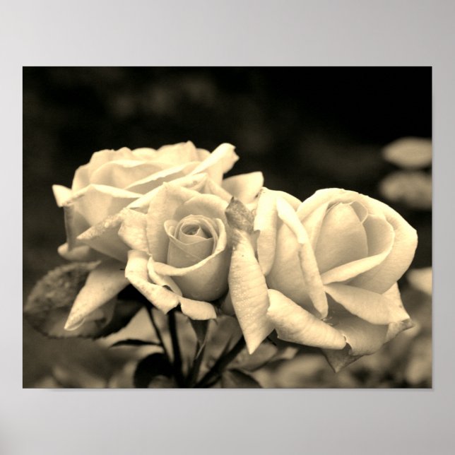 Rosenknopp Trio i Sepia Poster (Framsidan)