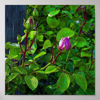 Rosenknoppar Poster