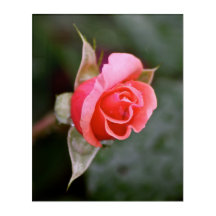 Rosenknopplaxfärg