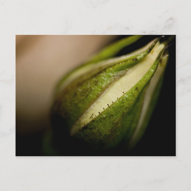 Rosenknoppnärbild (makroen) vykort (Framsida)