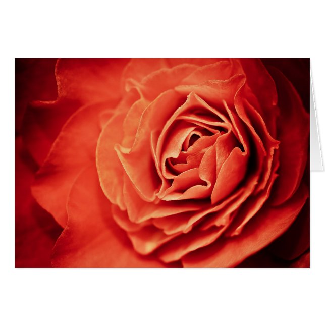 rosenlevande hälsningskort (Framsidan Horizontal)