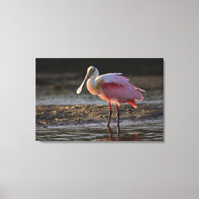 Rosenskedstork, Ajaia ajaja, Ding Darling Canvastryck (Framsida)