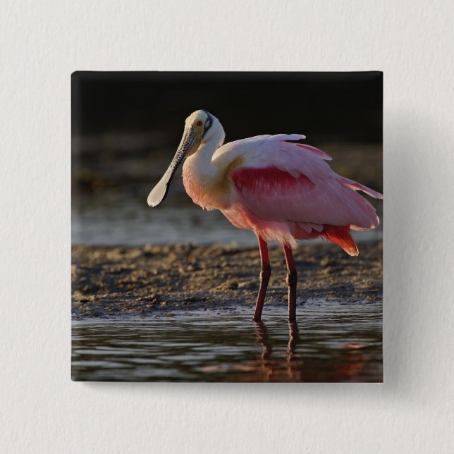 Rosenskedstork, Ajaia ajaja, Ding Darling Knapp (Framsida)
