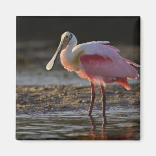 Rosenskedstork, Ajaia ajaja, Ding Darling Magnet