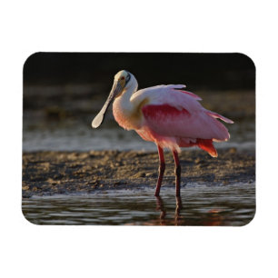 Rosenskedstork, Ajaia ajaja, Ding Darling Magnet