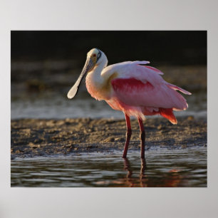 Rosenskedstork, Ajaia ajaja, Ding Darling Poster