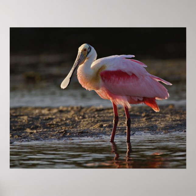 Rosenskedstork, Ajaia ajaja, Ding Darling Poster (Framsidan)