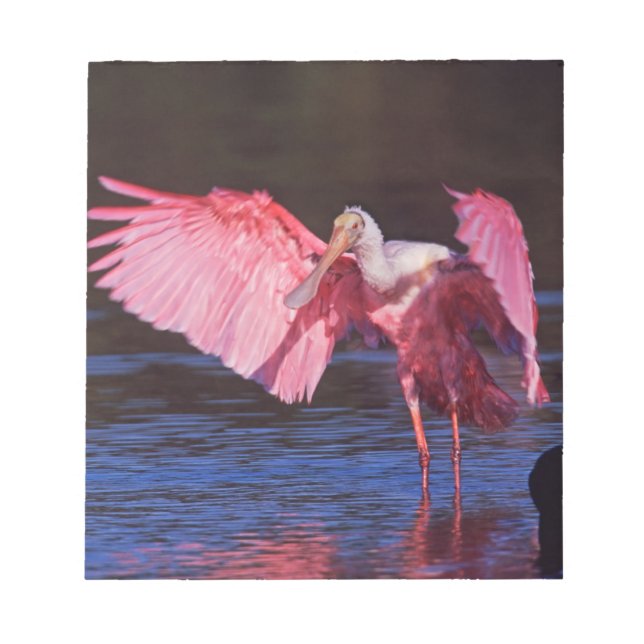 Rosenskedstork (Ajaia ajaja) med skarv Anteckningsblock (Framsida)