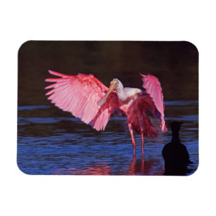 Rosenskedstork (Ajaia ajaja) med skarv Magnet