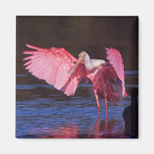 Rosenskedstork (Ajaia ajaja) med skarv Magnet