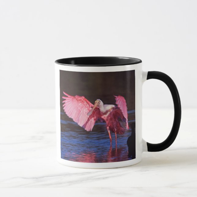 Rosenskedstork (Ajaia ajaja) med skarv Mugg (Höger)