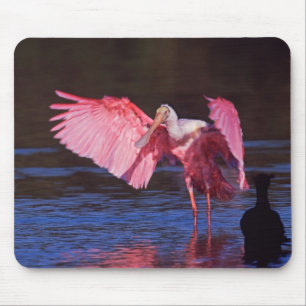 Rosenskedstork (Ajaia ajaja) med skarv Musmatta