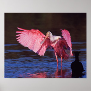 Rosenskedstork (Ajaia ajaja) med skarv Poster