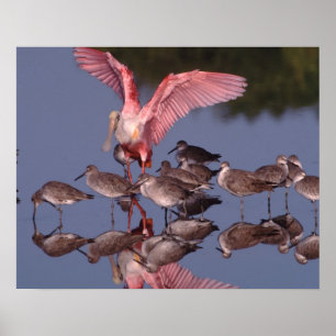 Rosenskedstork med willettrasar i grunt vatten poster