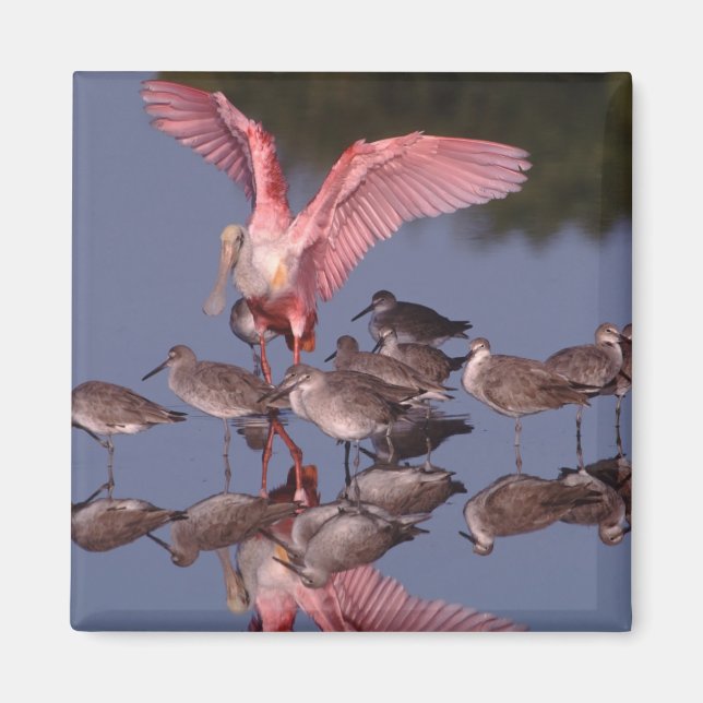 Rosenskedstork med Willetvadare i grunt vatten Magnet (Framsidan)