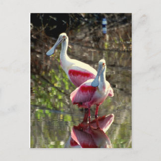 Rosenskedstork Vykort