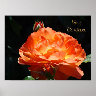 Rosenträdgårdsmästare Fina konsttryck Orange Rosor Poster