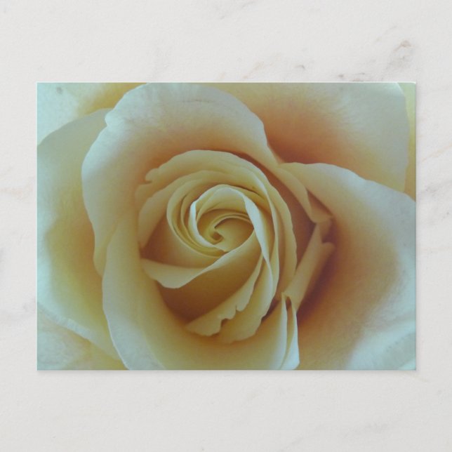 Rosentraum Vykort (Framsida)