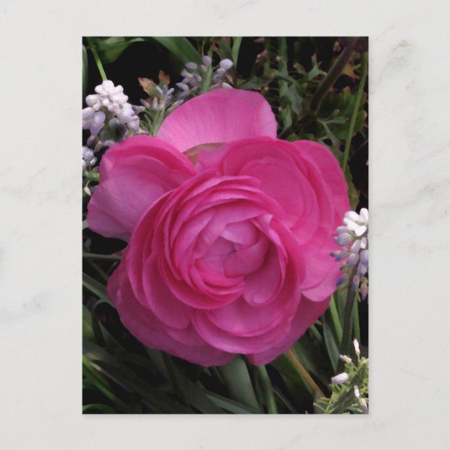 RoseRed... Vykort (Framsida)