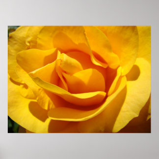 ROSES Orange Ros Blommor 1 Konsttryck Affischer Ko