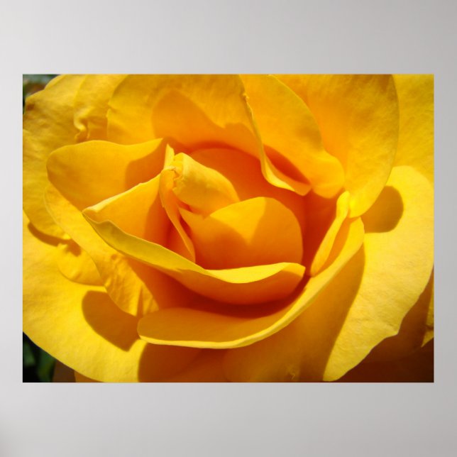 ROSES Orange Ros Blommor 1 Konsttryck Affischer Ko (Framsidan)