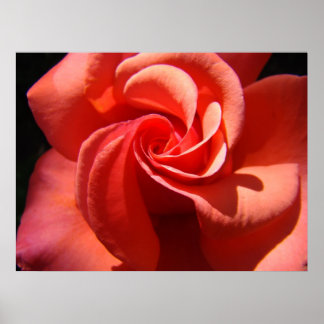 ROSES Orange Ros Blommor 4 Konsttryck Affischer Ko