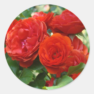 ROSES Röda Vackra Ros Blommor klistermärken