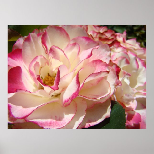 ROSES Rosa Ros Blommor Konsttryck Affischer Konst (Framsidan)