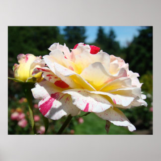ROSES Vita Rosa Blommor Konsttryck Poster