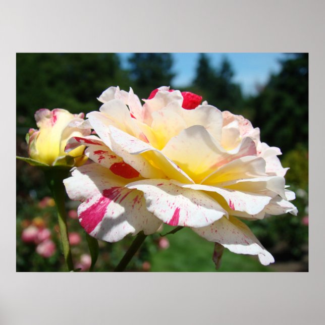 ROSES Vita Rosa Blommor Konsttryck Poster (Framsidan)