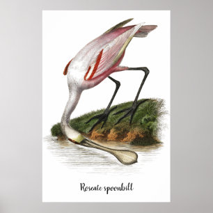 Rosesked-målarfärg Poster