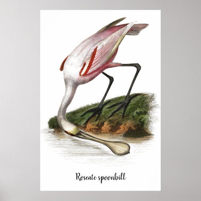 Rosesked-målarfärg Poster (Framsidan)