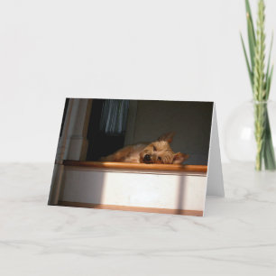 RöseTerrier i det tomma hälsningkortet för sol Kort