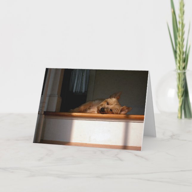 RöseTerrier i det tomma hälsningkortet för sol Kort (Framsida)