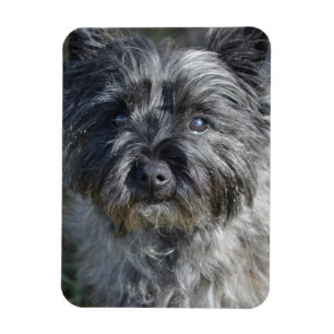 RöseTerrieransikte Magnet